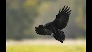 ravens bird flying slow motion