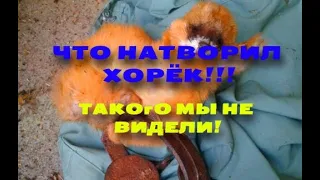 Что натворил ХОРЁК! Такого мы ещё не видели!!!