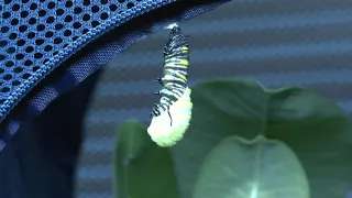 Monarch Caterpillar transforms to a Chrysalis