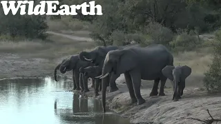 WildEarth - Sunset  Safari - 12 July 2022