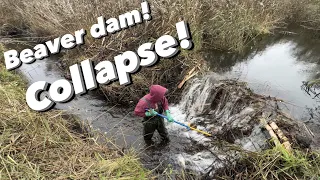 5 FOOT Beaver Dam Collapse!