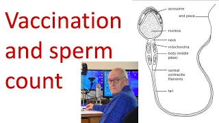 Vaccines and sperm counts