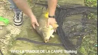 Techniques de pêche de la Carpe Stalking