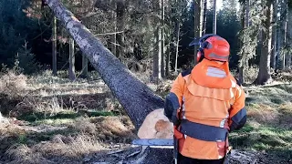 Lumberjack Little Harvester cuts down a tree!