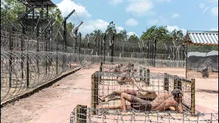 Vietnam Phu Quoc Prison Museum | The Worse Prisoners Torture In Vietnam History