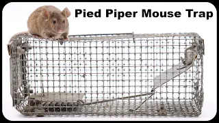 It Is Time To Pay The Pied Piper Mouse Trap - A Weasel Shows Up In the Barn. Mousetrap Monday.