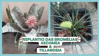 REPLANTIO DAS BROMÉLIAS AECHMEA E TILLANDSIA.