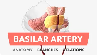 Basilar Artery - Anatomy, Branches & Relations