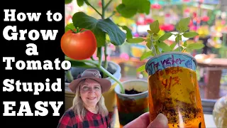 Best Way to Start Tomato Seeds TOO EASY * How to Grow Traveler Tomatoes Fast Fooling Nature to Grow