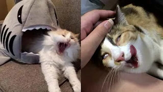 BEST CAT MEMES COMPILATION OF 2020 - 2021 PART 53 (FUNNY CATS)