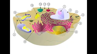 Будова клітини  SPHERE LIFE Nucleus Medical Media