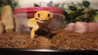 Leopard Gecko Sheds!! (Time Lapse)