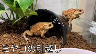 【引越し】ミヤコヒキガエルの飼育環境をグラスハーモニーで作成してみた。