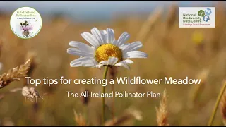 Top Tips for Creating a Wildflower Meadow