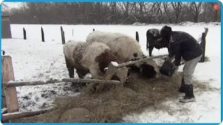 СЕЗОН НАЧАЛСЯ ПЕРВЫЙ ПОШЕЛ, ЖИЗНЬ В ДЕРЕВНЕ