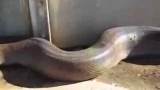 Big Snake Большая змея.flv.flv