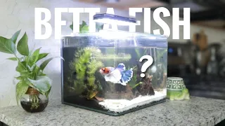 I Chose the Perfect Betta | Tank Set Up + Betta Fish Reveal