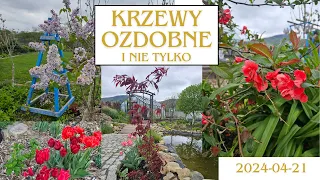 Krzewy ozdobne i nie tylko