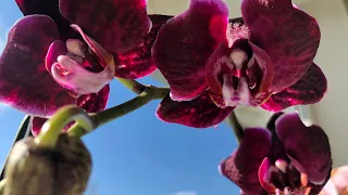 Корни орхидеи за две недели! Супер препарат! Эксперимент над Чёрной орхидей.