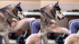 Arguing Husky Pretends to Smack His Nan!