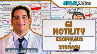 Gastrointestinal | GI Motility of the Esophagus & Stomach