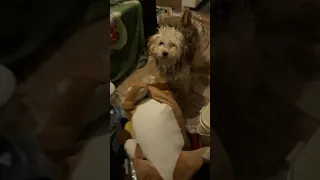 dog fucking the lion