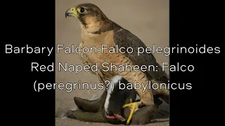 BARBARY FALCON:Facts about a smaller relative of the Peregrine!