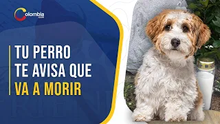 5 señales de alerta que tu perro está por morir