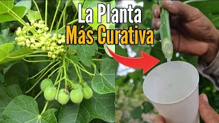 INCREÍBLE PLANTA MEDICINAL CURA MUCHAS ENFERMEDADES |Plantas Curativas| Desinflama, Cicatriza