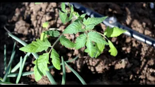 Planting tomatoes in the garden