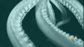 Into The Deep: Giant Squid Captured On Video