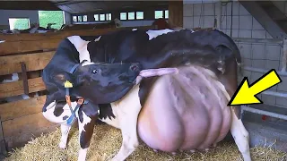 Фермер был шокирован, когда увидел, что родила корова!