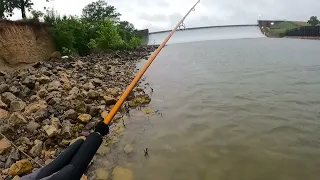 Limit Hybrid Bass at Tawakoni Dam Fishing#fishing #cauca #câucá #fish #fishingfishing #hybrid