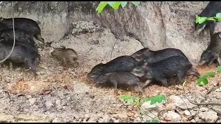 Jabalíes salvajes . En mi  país Perú lo llamamos (Huangana)