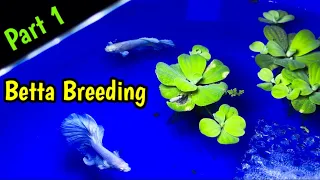 Full OHM Successful White Betta🤍 Breeding | Easy Steps for breeding betta fish | How to breed betta