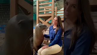 Maia, the California sea lion giving us her best goat impression!