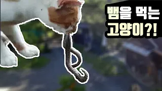 뱀을 먹는 고양이가 있다?!