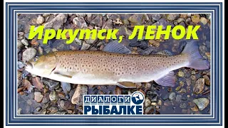 Диалоги о рыбалке - 102  / Иркутск.  Ленок