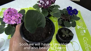 How to Grow African Violets from Leaf Cuttings