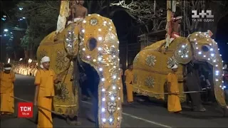 На Шрі-Ланці влаштували парад зі слонами під назвою "Фестиваль Зуба"