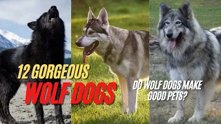 Wolfdog | 12 Gorgeous Wolf Dog Breeds - Do Wolf Dogs Make Good Pets?