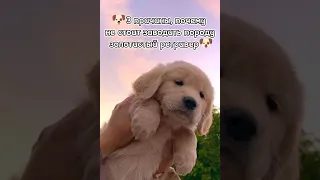 💗3 причины, почему не стоит заводить породу золотистый ретривер🐶