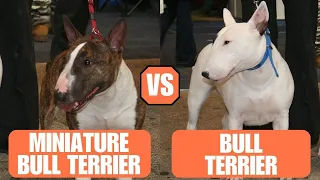 Miniature Bull Terrier vs Bull Terrier - Which Breed Is The Best?