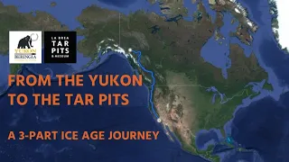 From the Yukon to the Tar Pits: A 3-Part Ice Age Journey