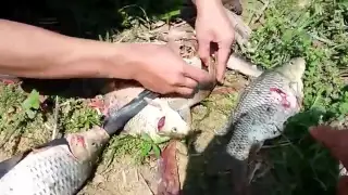 Net Fishing at Thailand - toilet fishing - can you catch fish with toilet paper?