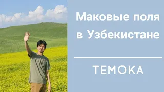 МАКОВЫЕ ПОЛЯ В УЗБЕКИСТАНЕ | TEMOKA