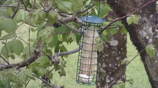 bird feeder live 26.4.24 take II