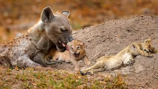 15 Tragic Moments! Hyenas Seal the Fate of Lion Cubs