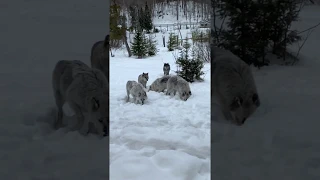 Pack of Wolves Visit Family's Snowy Cabin in Quebec