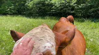 Quick cow move in the middle Meadow 20240523 #regenerativefarming #rotationalgrazing